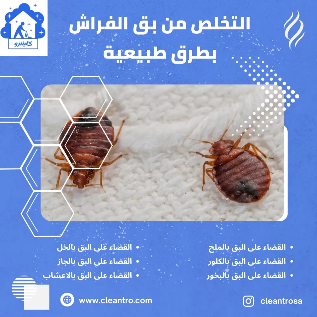 التخلص من بق الفراش بطرق طبيعية