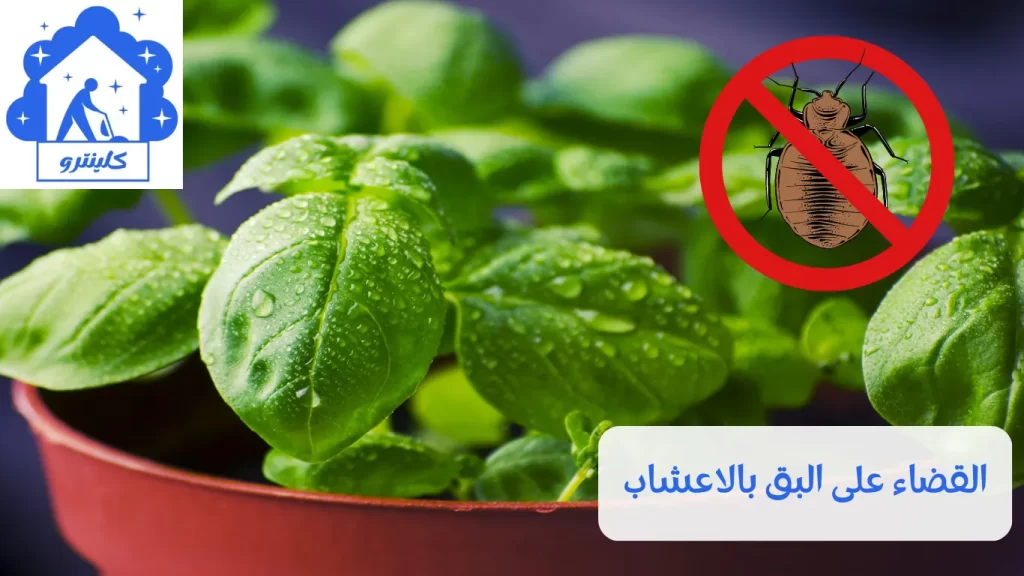 القضاء على البق بالاعشاب