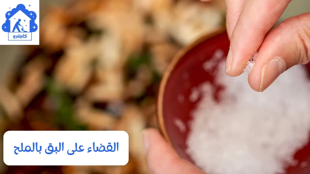 القضاء على البق بالملح