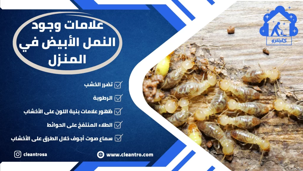 علامات وجود النمل الأبيض في المنزل