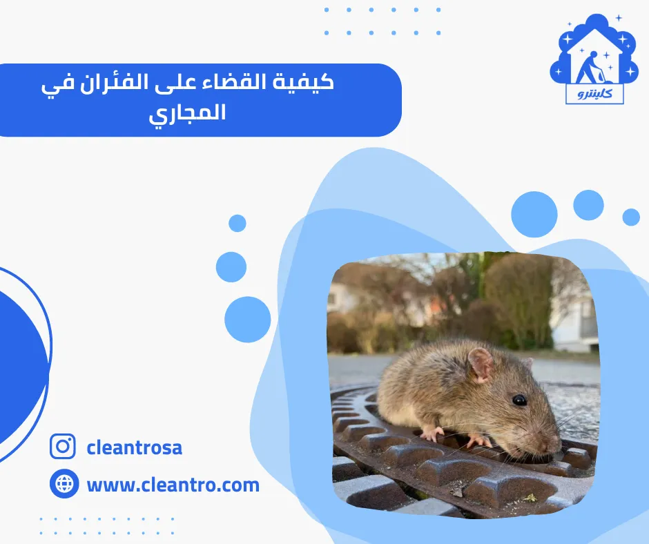 كيفية القضاء على الفئران في المجاري