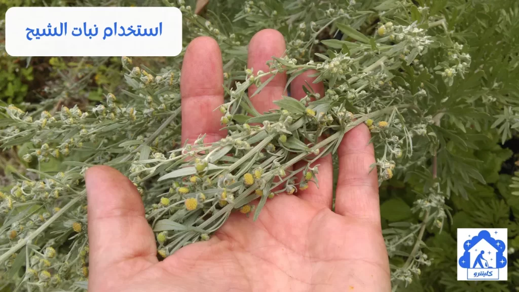 استخدام نبات الشيح لطرد الوزغ