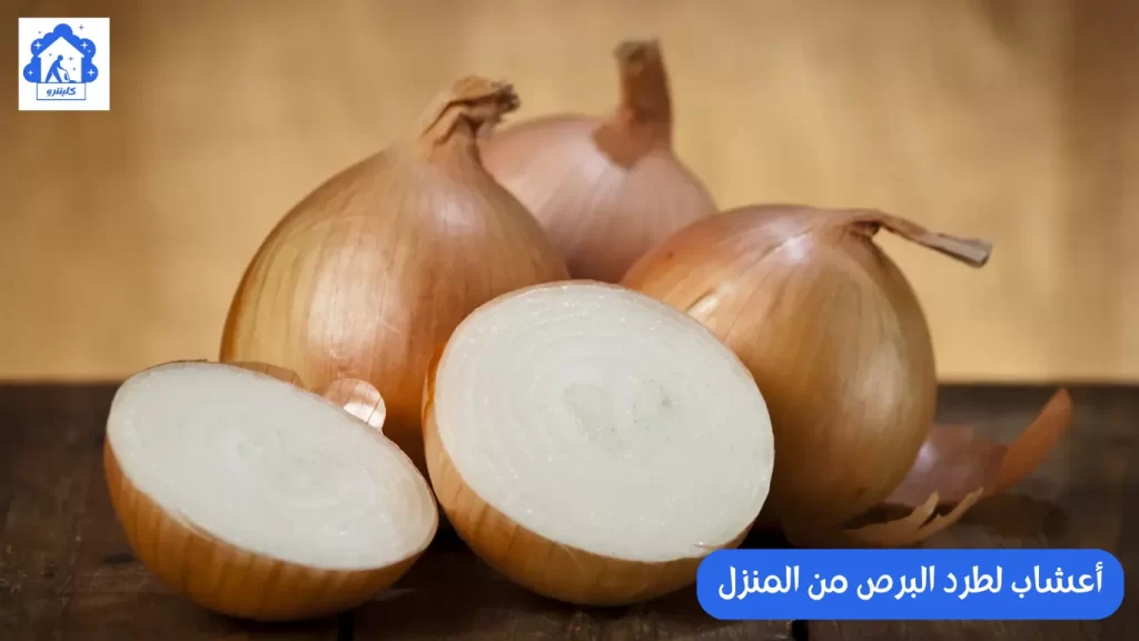 أعشاب لطرد البرص من المنزل
