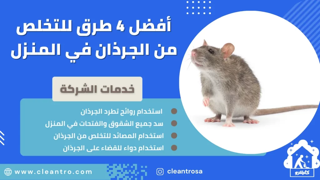 أفضل 4 طرق للتخلص من الجرذان في المنزل