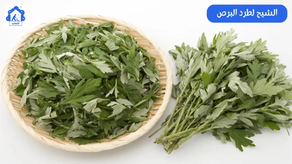 الشيح لطرد البرص