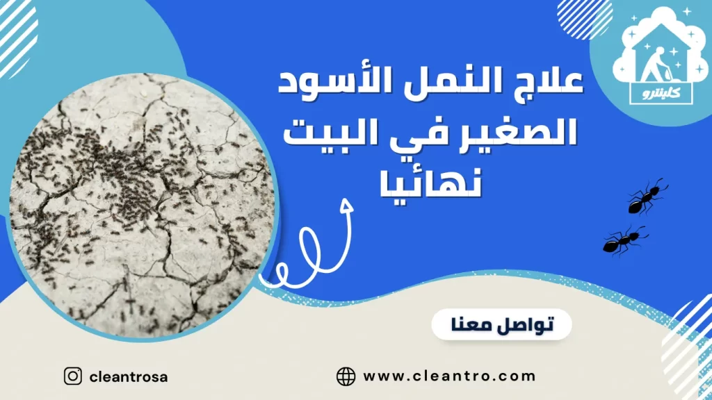علاج النمل الأسود الصغير في البيت نهائيا